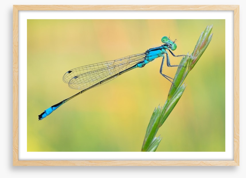 Dragonfly perch