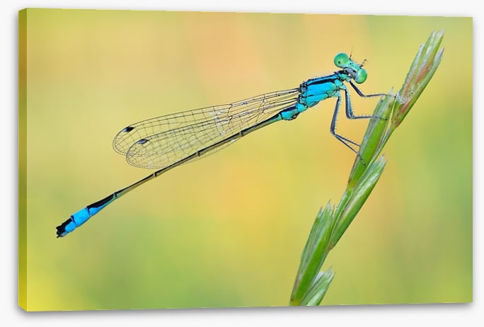 Dragonfly perch