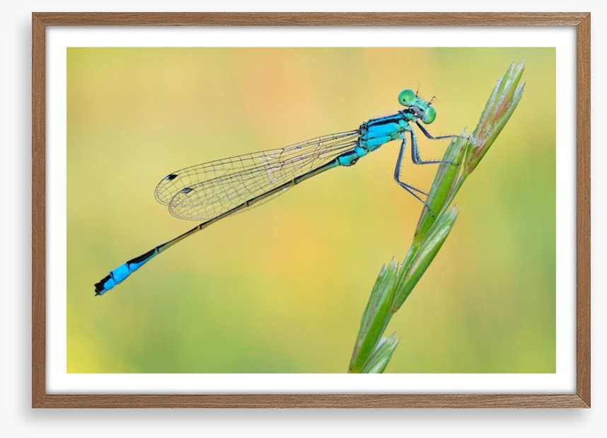 Dragonfly perch