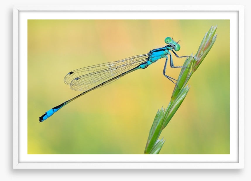 Dragonfly perch