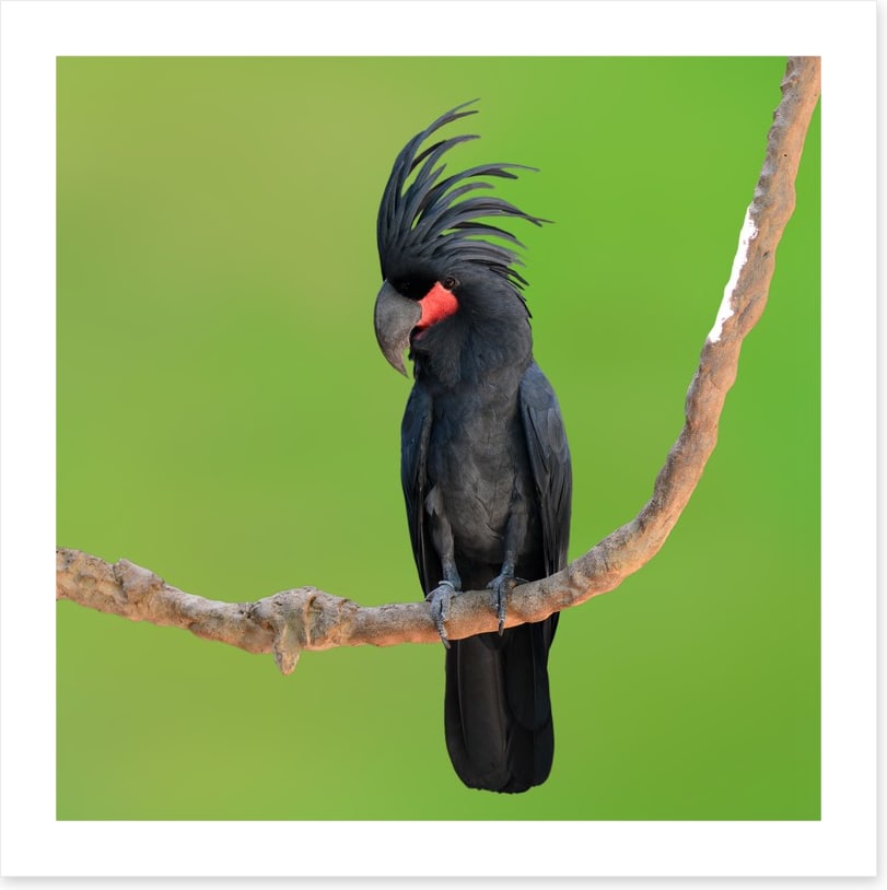 The drumming bird