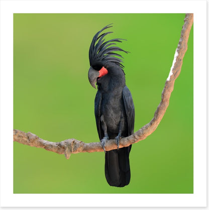 The drumming bird