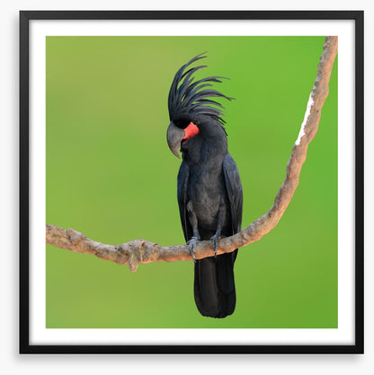 The drumming bird