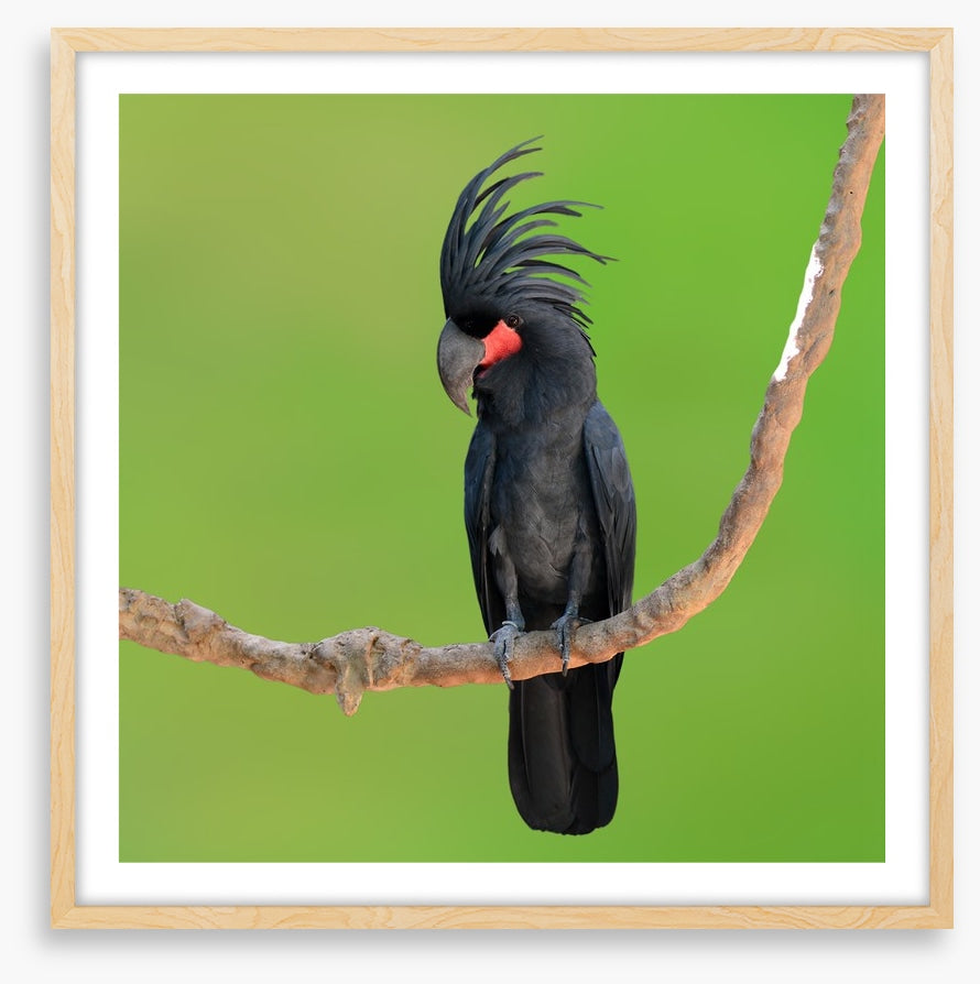 The drumming bird