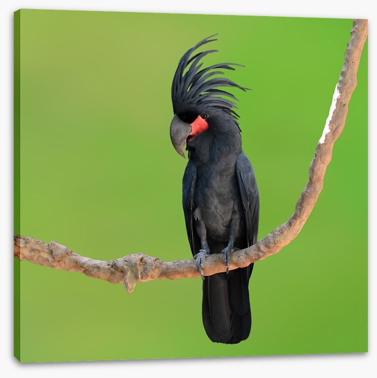 The drumming bird