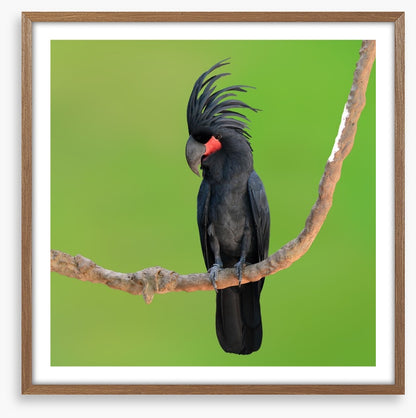 The drumming bird