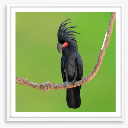 The drumming bird