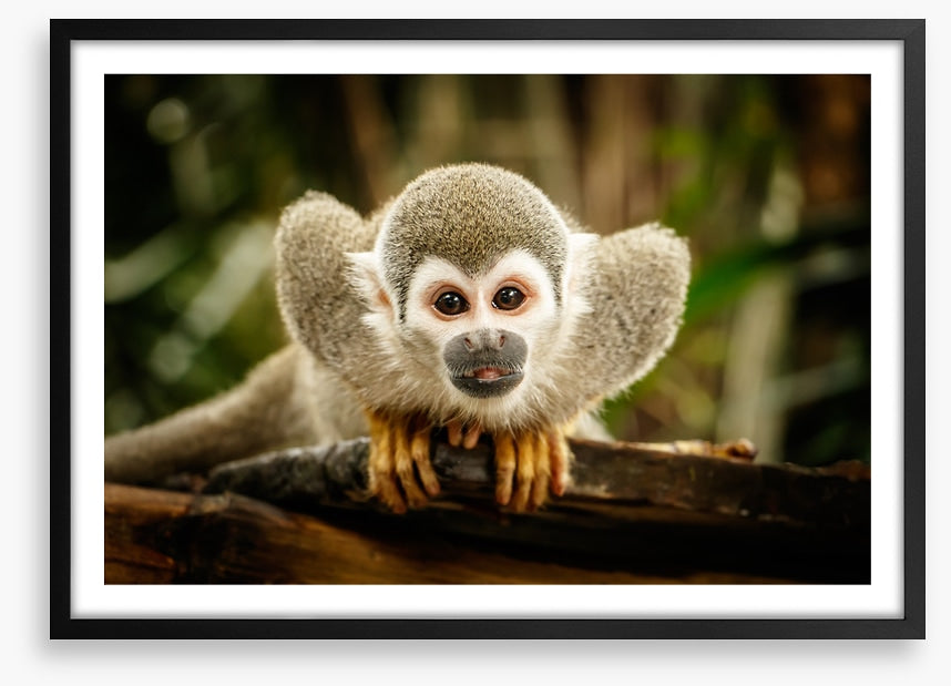 Ecuadorian squirrel monkey