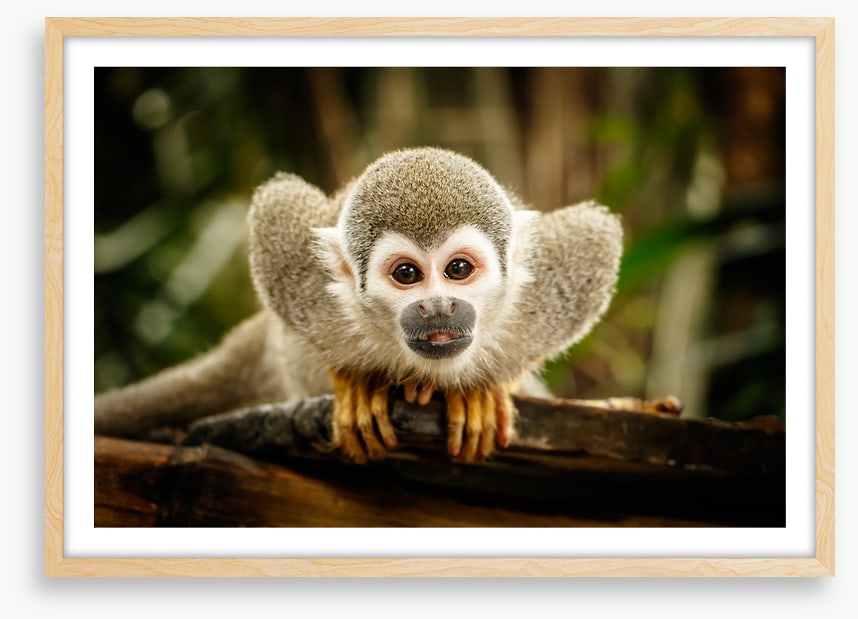 Ecuadorian squirrel monkey