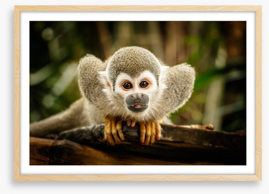 Ecuadorian squirrel monkey