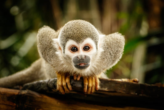 Ecuadorian squirrel monkey