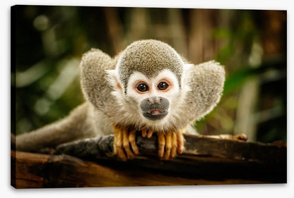 Ecuadorian squirrel monkey