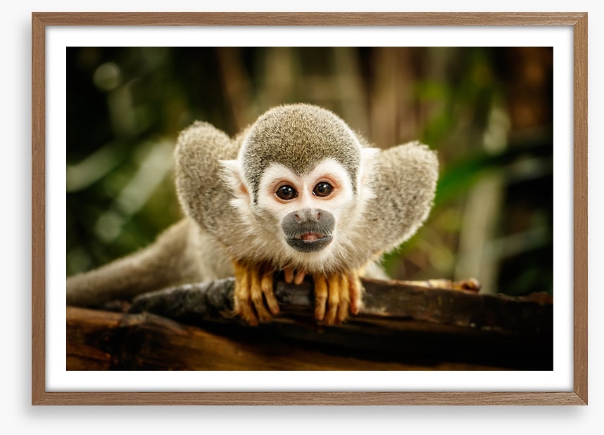 Ecuadorian squirrel monkey