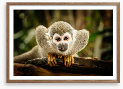 Ecuadorian squirrel monkey