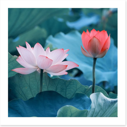 Late bloomer