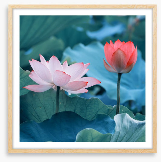 Late bloomer