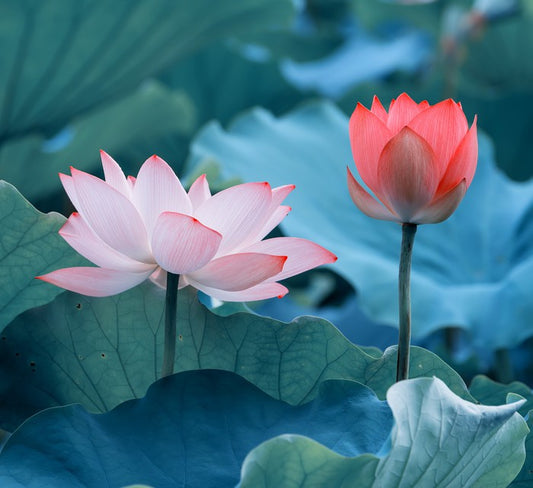Late bloomer
