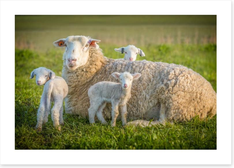 Little lambs