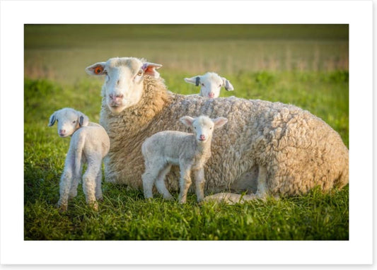 Little lambs