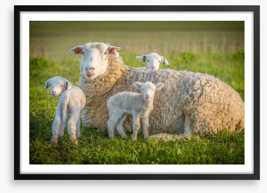 Little lambs