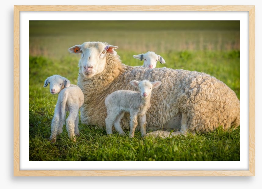 Little lambs