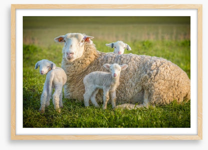 Little lambs