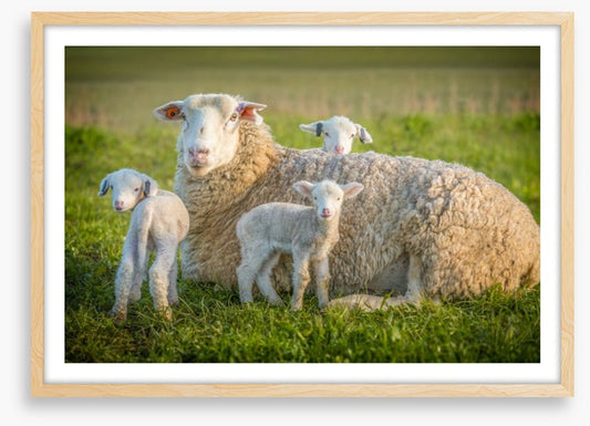 Little lambs