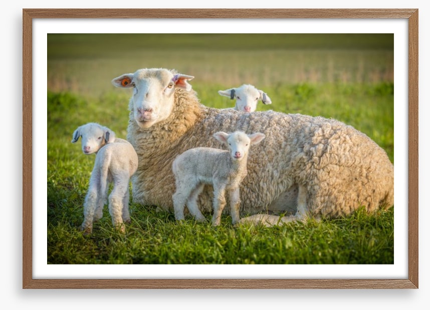 Little lambs