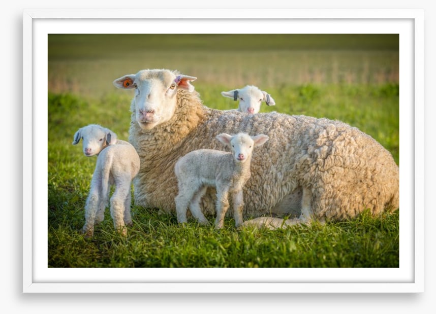 Little lambs