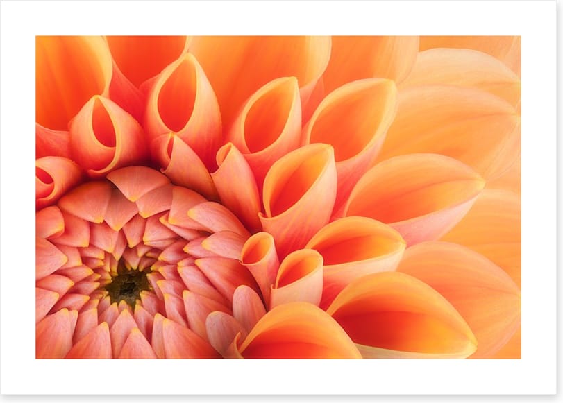 Soft peach chrysanthemum