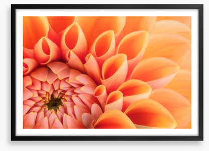 Soft peach chrysanthemum