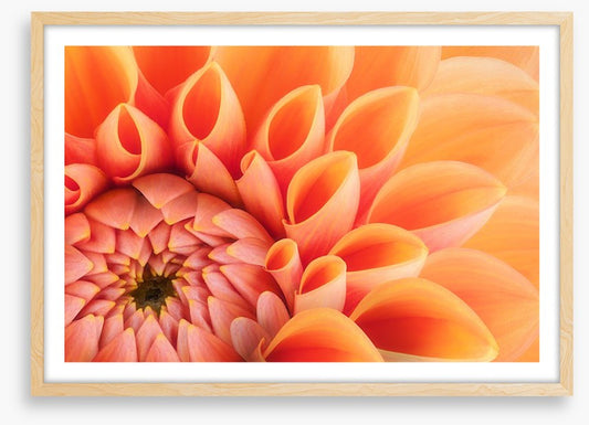 Soft peach chrysanthemum
