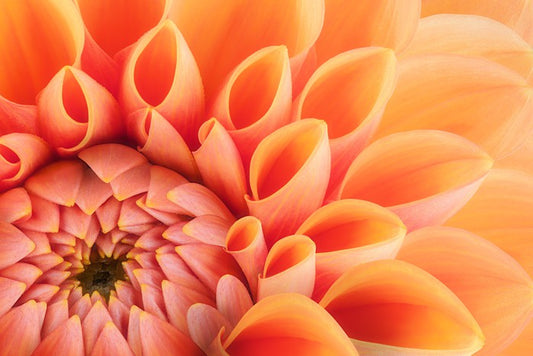 Soft peach chrysanthemum