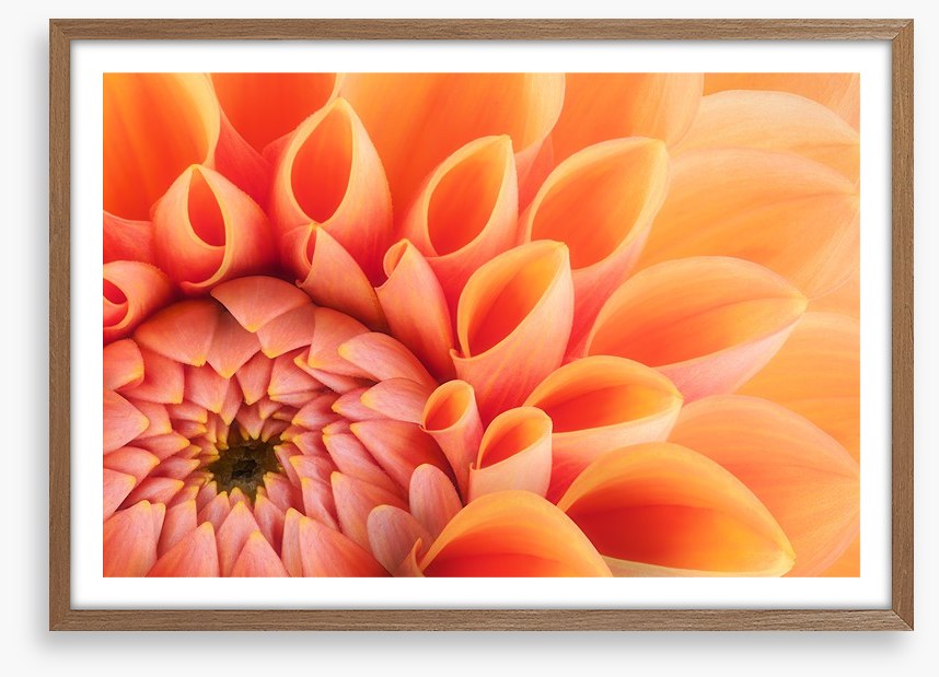 Soft peach chrysanthemum