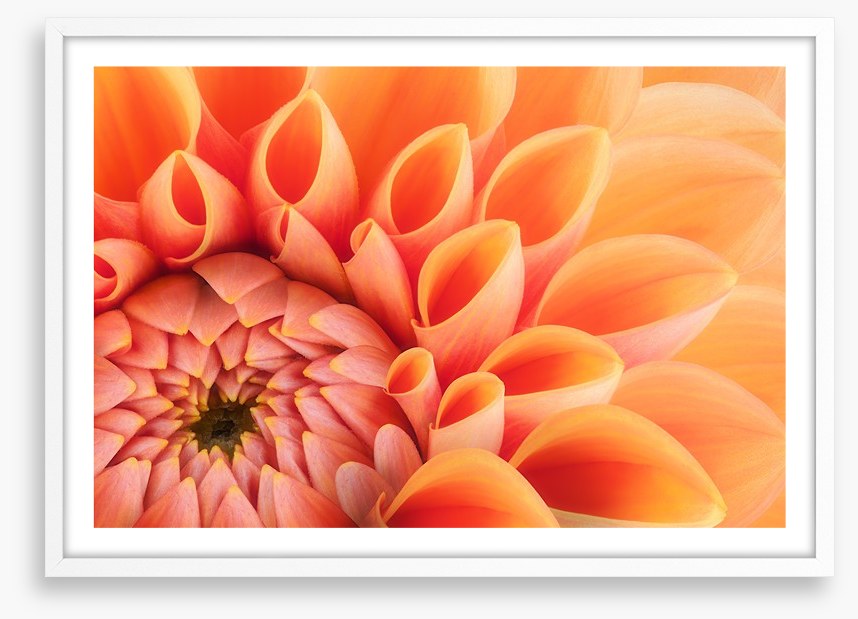 Soft peach chrysanthemum