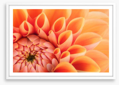 Soft peach chrysanthemum