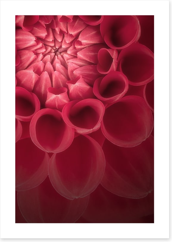Burgundy chrysanthemum