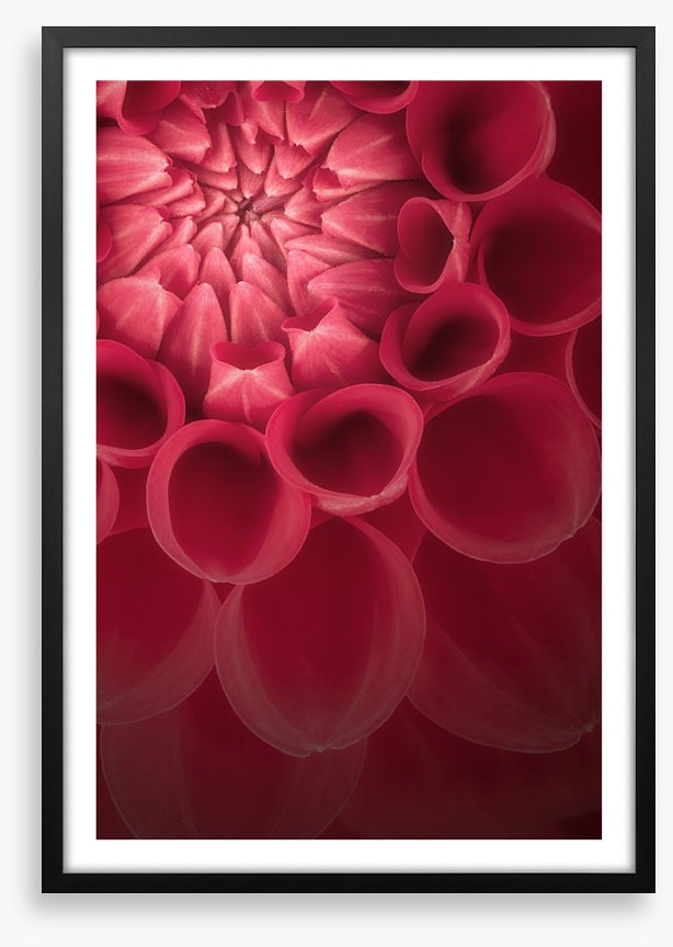Burgundy chrysanthemum