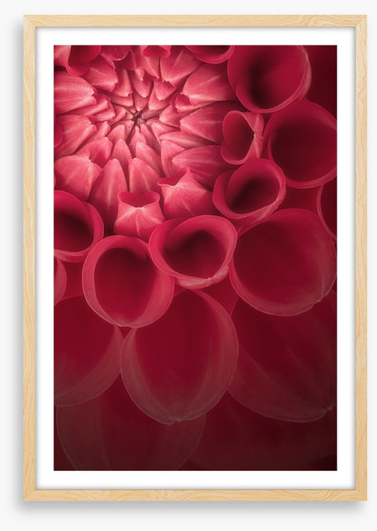 Burgundy chrysanthemum