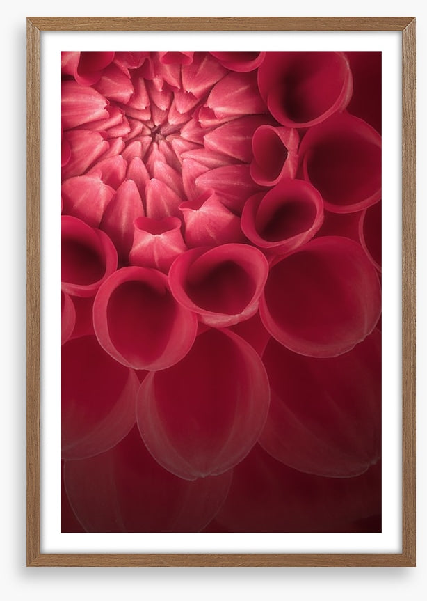 Burgundy chrysanthemum