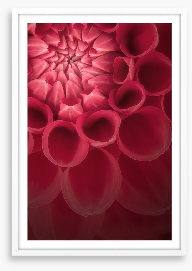 Burgundy chrysanthemum