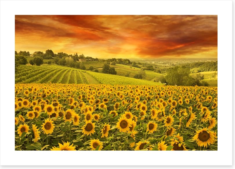 Sunflower meadow sunset