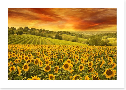 Sunflower meadow sunset