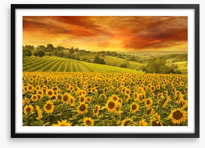 Sunflower meadow sunset