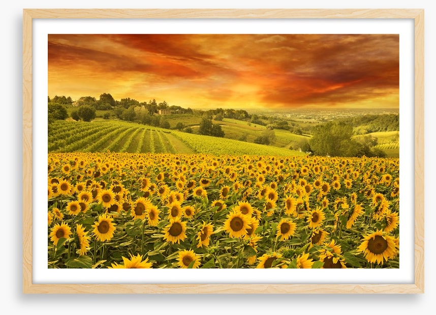 Sunflower meadow sunset
