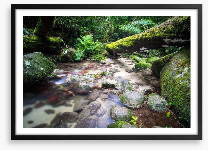 Flowing through the ferns