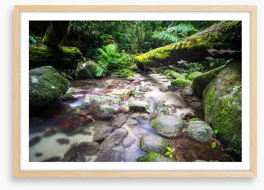 Flowing through the ferns