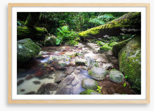 Flowing through the ferns