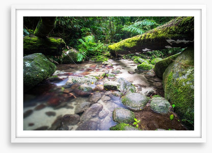 Flowing through the ferns