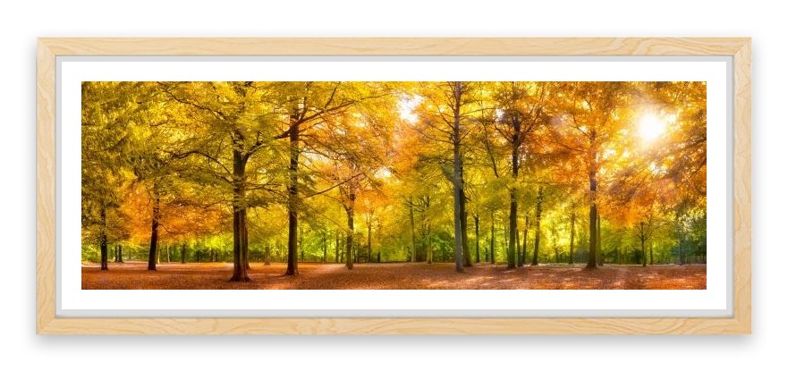 Leaves of fall